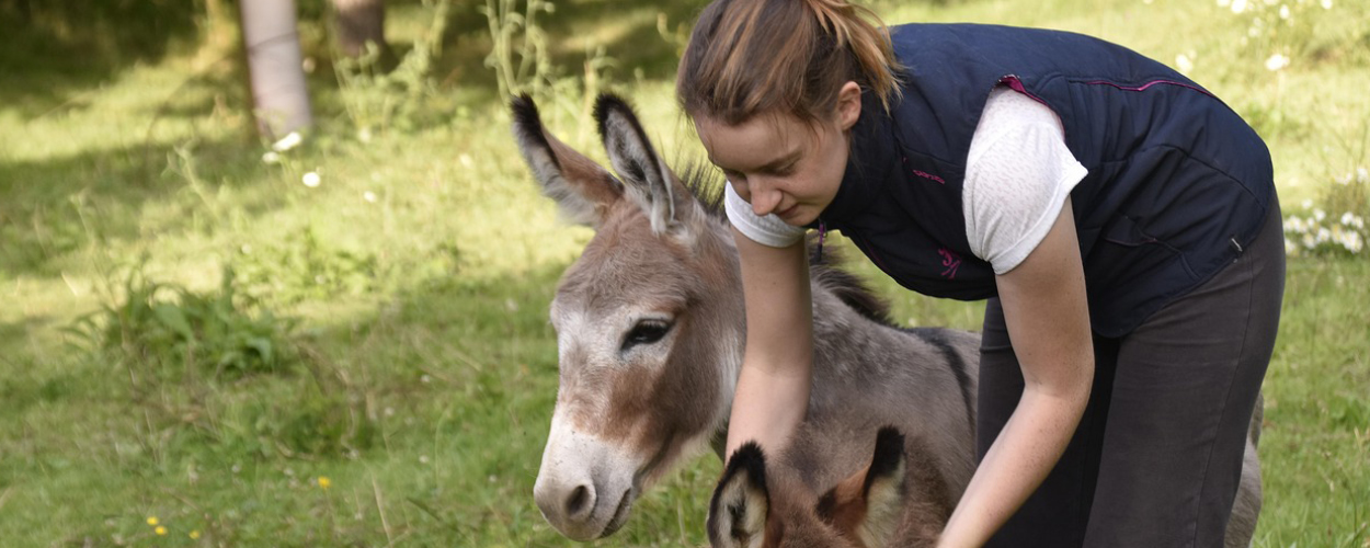 corsi riconosciuti coadiutore dell'asino